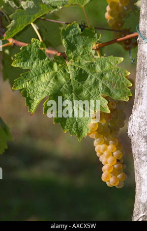 I grappoli di uva matura. Ugni Blanc. Bordeaux, Francia Foto Stock