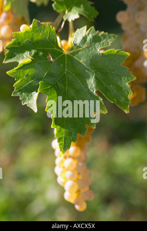 I grappoli di uva matura. Ugni Blanc. Bordeaux, Francia Foto Stock