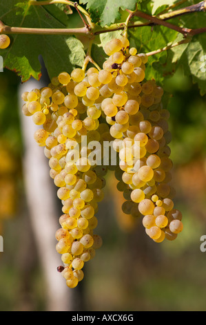 I grappoli di uva matura. Ugni Blanc. Bordeaux, Francia Foto Stock