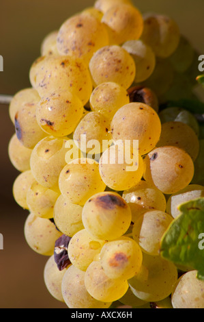 I grappoli di uva matura. Ugni Blanc. Bordeaux, Francia Foto Stock