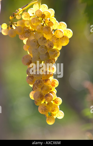 I grappoli di uva matura. Ugni Blanc. Bordeaux, Francia Foto Stock