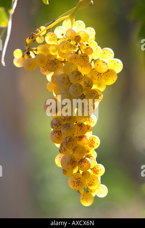 I grappoli di uva matura. Ugni Blanc. Bordeaux, Francia Foto Stock