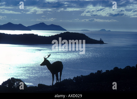 Luce drammatica e stagliano cervo sulla collina contro la vista sul mare della costa del Queensland da Hamilton Island Australia orientale Foto Stock