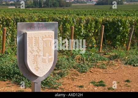 Vigneto. Batard Montrachet, Hospices de Beaune. Le Montrachet Grand Cru, Puligny Montrachet, Cote de Beaune Borgogna Francia Foto Stock