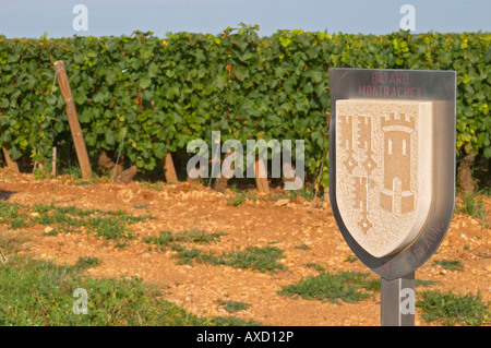 Vigneto. Batard Montrachet, Hospices de Beaune. Le Montrachet Grand Cru, Puligny Montrachet, Cote de Beaune Borgogna Francia Foto Stock