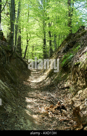 Krasnobrod burrone in Krasnobrod Landscape Park Roztocze Polonia Foto Stock