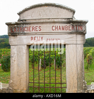 Vigneto. Latricieres Chambertin, Domaine Remy. E Riembault. Gevrey Chambertin, Cote de Nuits, d'Or, Borgogna, Francia Foto Stock