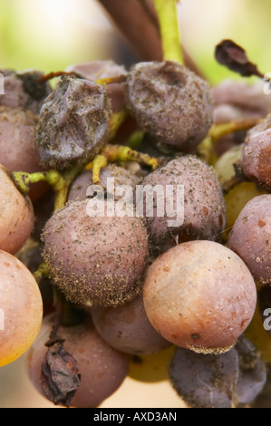 La muffa nobile uva. Semillon. Chateau Nairac, Barsac, Sauternes, Bordeaux, Francia Foto Stock