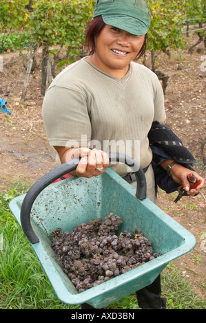 Messe operai raccolta uva. La muffa nobile uva. Semillon. Chateau Nairac, Barsac, Sauternes, Bordeaux, Francia Foto Stock