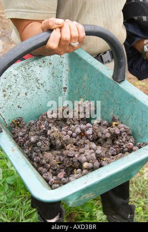 Messe operai raccolta uva. La muffa nobile uva. Semillon. Chateau Nairac, Barsac, Sauternes, Bordeaux, Francia Foto Stock