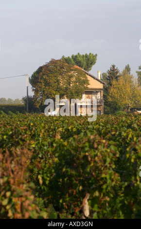 Vigneto. E la casa, Chateau Le Pin. Pomerol, Bordeaux, Francia Foto Stock