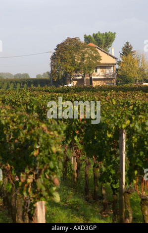 Vigneto. E la casa, Chateau Le Pin. Pomerol, Bordeaux, Francia Foto Stock