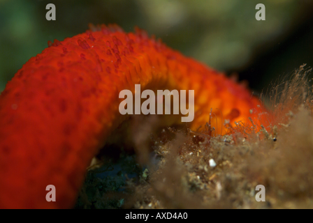 Dettagli di una stella rossa (Echinaster sepositus) su una roccia, Callelongue Creek, Marsiglia, Francia. Foto Stock