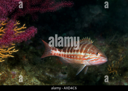 Dalla pettinatrice (Serranus cabrilla) nuotare nelle acque di Riou Isola, Moyades, Marsiglia, Francia. Foto Stock