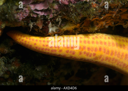 Francia Marseille Moyades Riou Isola Hacelia Attenuata Starfish Stick su una roccia Foto Stock