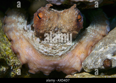 Polpo (Octopus vulgaris), Riou Isola, Moyades, Marsiglia, Francia. Foto Stock