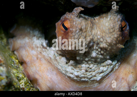 Polpo (Octopus vulgaris), Riou Isola, Moyades, Marsiglia, Francia. Foto Stock