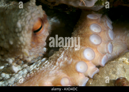 Francia Marseille Moyades Riou Isola Common Octopus vulgaris al suo ingresso foro Foto Stock