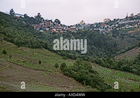 Viti a Casa Valduga, Bento Gonzalves, Brasile Foto Stock