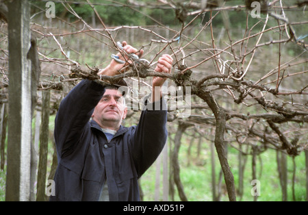 La potatura. Pergola vitigni addestrati a Mioranza Cantina Forels da Cunha, Brasile Foto Stock