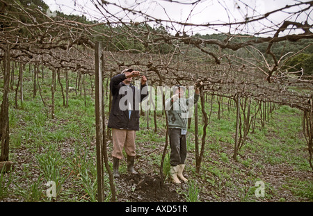 La potatura. Pergola vitigni addestrati a Mioranza Cantina Forels da Cunha, Brasile Foto Stock