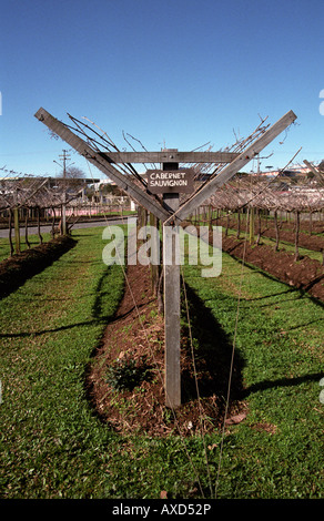 Vigne con stile a Lira potatura. Il Cabernet Sauvignon vigneti di Georges Aubert Cantina, Bairro Cairu, Garibaldi, Brasile del Sud Foto Stock