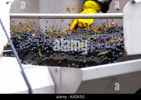 Selezione a mano il cattivo uva ad un tavolo di cernita. Chateau Belle-Garde, Bordeaux, Francia Foto Stock