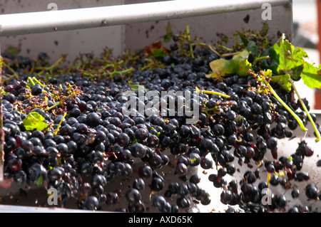 Selezione a mano il cattivo uva ad un tavolo di cernita. Chateau Belle-Garde, Bordeaux, Francia Foto Stock