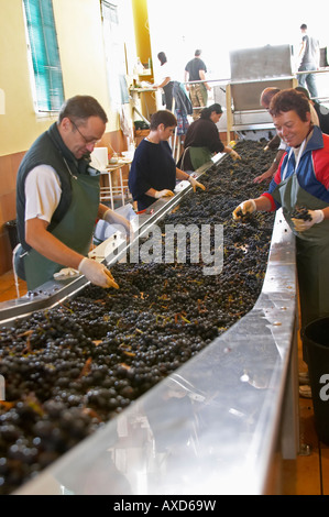 Selezione a mano il cattivo uva ad un tavolo di cernita. Chateau Phelan-Segur, Saint Estephe, Medoc, Bordeaux, Francia Foto Stock