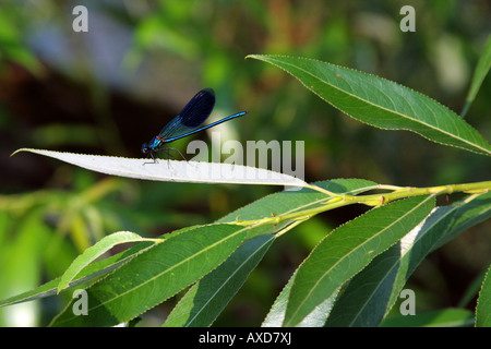 Libellula blu su willow tree foglia. Foto Stock