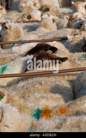 Penned pecore al settimanale aste di bestiame a Abergavenny Monmouthshire mercato South Wales UK UE Foto Stock