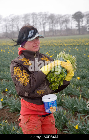 Selezionatore commerciale di daffodil. Donna lavoratore migrante straniero che raccoglie i narcisi e mietendo le fioriture in una fattoria scozzese, Montrose Basin, Aberdeenshire, Regno Unito Foto Stock