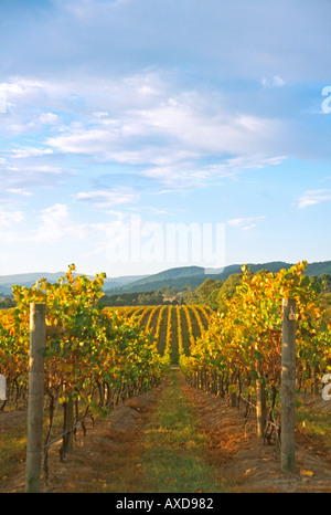 Filari di vigne in un vigneto nella Yarra Valley Victoria Australia in autunno sole serale Foto Stock