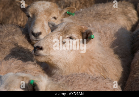 Penned pecore al settimanale aste di bestiame a Abergavenny Monmouthshire mercato South Wales UK UE Foto Stock