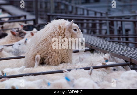 Penned pecore al settimanale aste di bestiame a Abergavenny Monmouthshire mercato South Wales UK UE Foto Stock