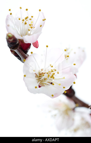 Fiori di colore rosa isolato su sfondo bianco Foto Stock