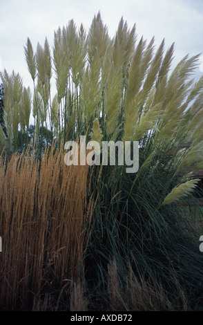 Graminacee ornamentali Kew Gardens, SURREY REGNO UNITO Foto Stock