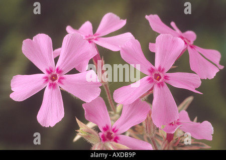 Phlox subulata 'Nettleton variazione' Moss phlox Foto Stock