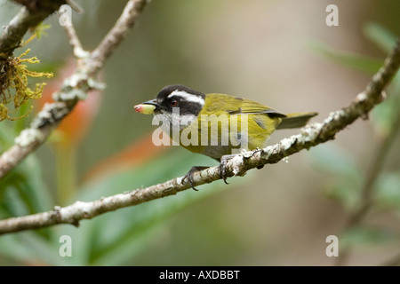 Fuligginosa-capped Bush Tanager Chlorospingus pileatus con frutta a Bill Foto Stock