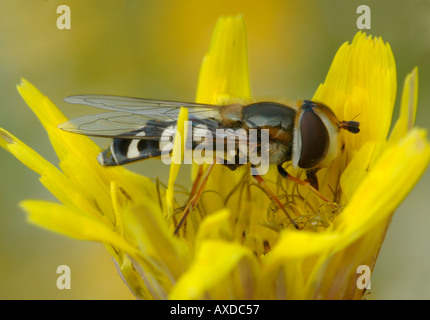 Alimentazione Hoverfly su fiore giallo Foto Stock