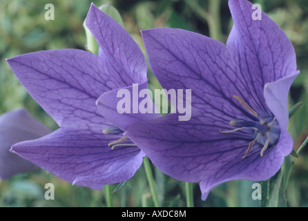 Platycodon grandiflorus 'Mariesii' AGM (palloncino fiore) Foto Stock