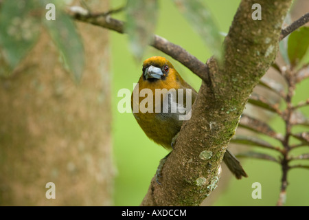 Nasello fatturati Barbet Semnornis frantzii Foto Stock