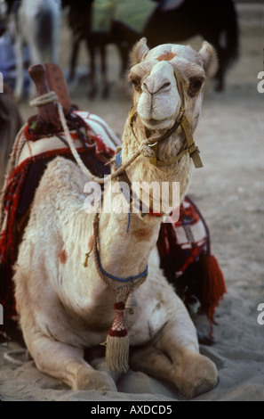Un cammello a riposo in Jeddah Arabia Saudita Foto Stock