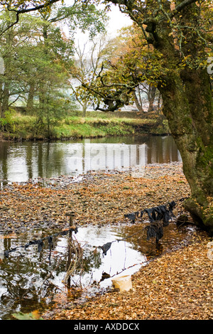 Hodder fiume vicino a Ponte Dunsop in la Bowland area forestale del Lancashire Foto Stock