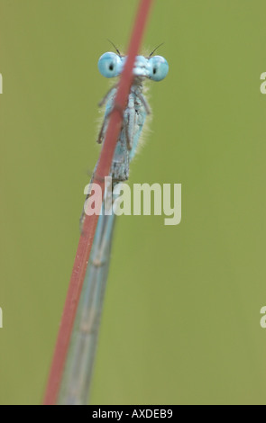 Peek-a-Boo comune damselfly blu sul peduncolo peering out. Sfondo verde Foto Stock