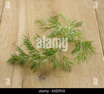 L'aneto (Anethum graveolens), close-up Foto Stock