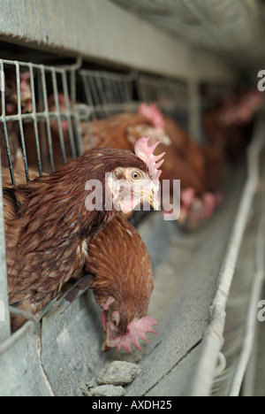 Le galline allevate in batteria su un commerciale azienda agricola di pollame Foto Stock