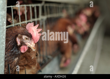 Galline in batteria Foto Stock