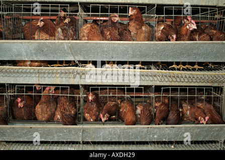 Le galline allevate in batteria su un commerciale azienda agricola di pollame Foto Stock