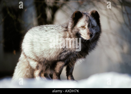 Renard polaire Arctic Fox Vulpes vulpes Alopex lagopus lagopus diversa fase adulto animale animali belve canidi Europa Foto Stock